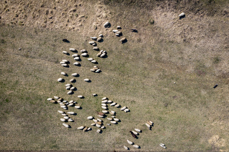 Aerial drone view of herd of sheep grazing in a meadow in the springの写真素材