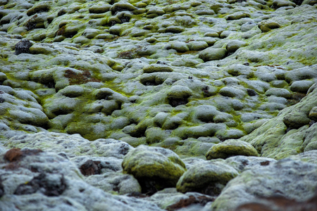 Eldhraun lava field, flow and ridge covered with green moss in Icelandの写真素材