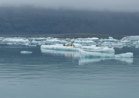 Seal relaxing on a floating iceberg in Jokulsarlon glacial lagoon, Icelandの写真素材