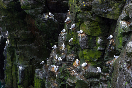Seagulls nesting on the coastline rocks of Arnarstapi in Snaefellsnes peninsula, Icelandの写真素材