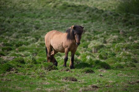 Icelandic horses grazing in the highlands, Icelandの写真素材