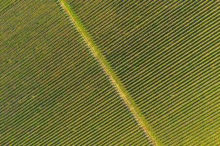 Rows in a vineyard, natural pattern above from a drone. Aerial viewの写真素材
