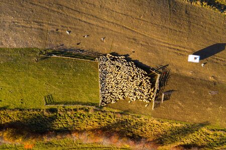 Sheep in sheepfold above in early morning lights. Aerial drone shotの写真素材