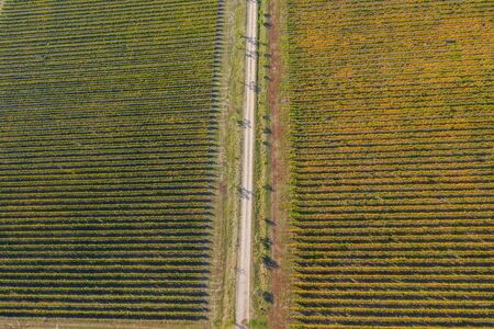 Top view of a vineyard at autumn. Aerial drone shot