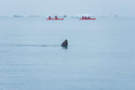 JOKULSARLON, ICELAND - MAY 22, 2019: Man paddling in a kayak in the freezing waters of Jokulsarlon glacier lagoon between icebergsのeditorial素材