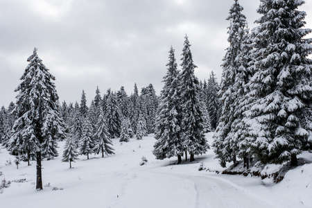 Fir trees covered with snow and hoarfrost in the mountainsの写真素材