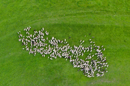 Aerial drone view of herd of sheep grazing in green meadowの写真素材