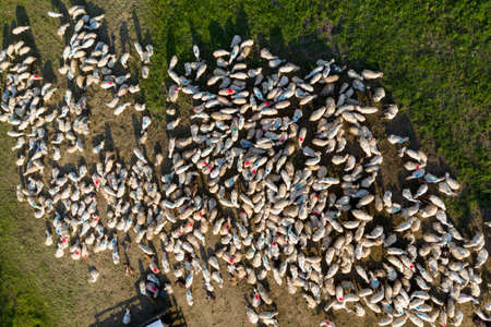 Aerial drone view of herd of sheep grazing in green meadowの写真素材