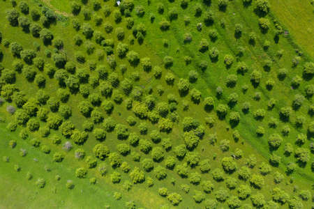 Aerial view of apple orchard. Vibrant green meadow and trees in rows by drone point of view