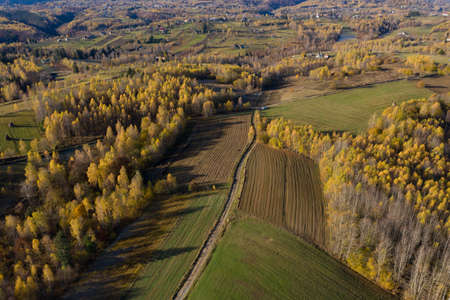 Aerial view of yellow birch tree forest in the autumn by drone