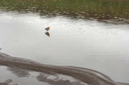Icelandic Black tailed Godwit bird (Limosa limosa islandica) in the wild, Thingvellir) Icelandの写真素材