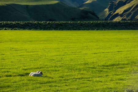 Icelandic landscape with vibrant green hills and countryside grazing sheep, in late afternoon lights in the highlands, Icelandの写真素材