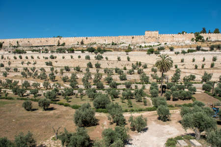 The old city walls of Jerusalem, Israel. View from the Gethsemane garden, Mount of Olives