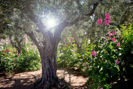 Miraculous heavenly divine light in Gethsemane garden, the place where Jesus was betrayed....