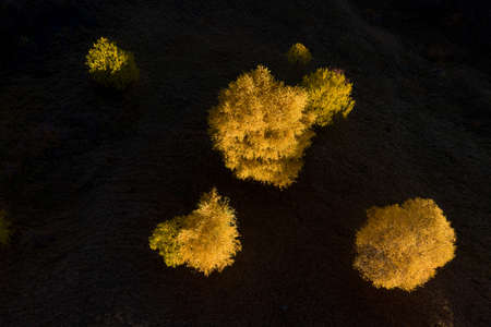 Aerial view of yellow birch trees in the autumn isolated in dark backgroundの写真素材