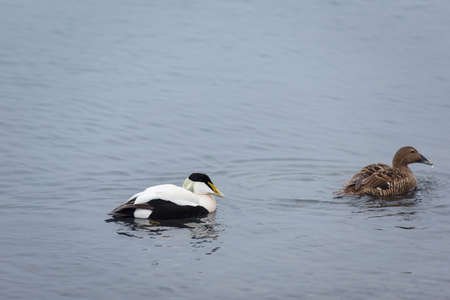 Barnacle geese, Branta leucopsis swimming on Jokulsarlon glacial lagoon in Icelandの写真素材