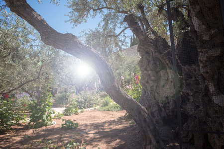 Divine light in the Gethsemane garden, Mount of Olives, Jerusalem, Israel, a focal site for Christian pilgrimsの写真素材