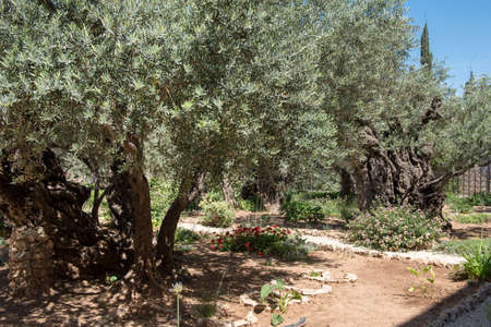 Olive trees in the Gethsemane garden, Mount of Olives, Jerusalem, Israelの写真素材