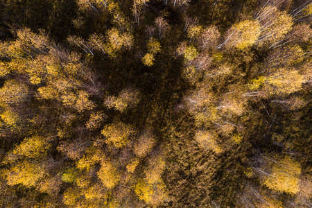 Aerial view of canopy of birch tree forest. Above drone view