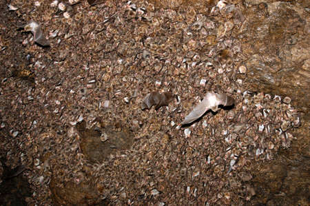Group of sleeping bats colony in a cave. Caucasus mountains, Georgia