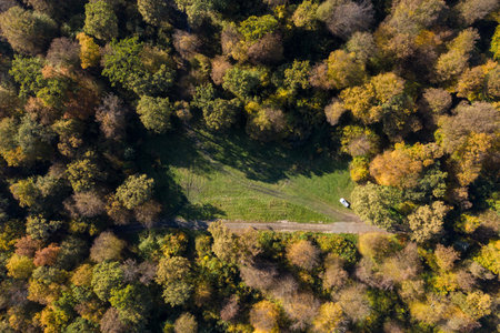 Aerial view of forest canopy in the autumn, clearing wit a white carの写真素材