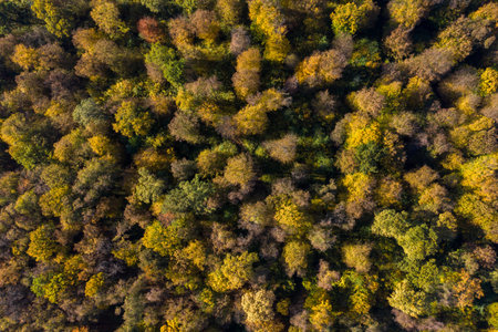 Aerial view of forest canopy in the autumn by droneの写真素材
