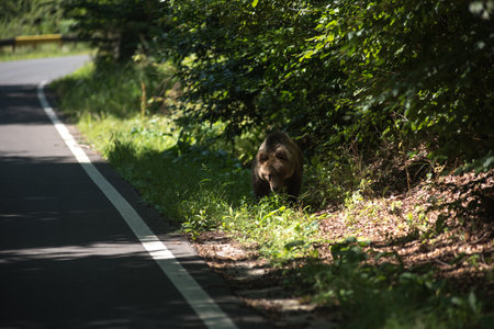 Wild brown bear on a forest countryroad, Romaniaの写真素材