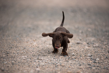 Dachshund puppy running on a dust roadの写真素材
