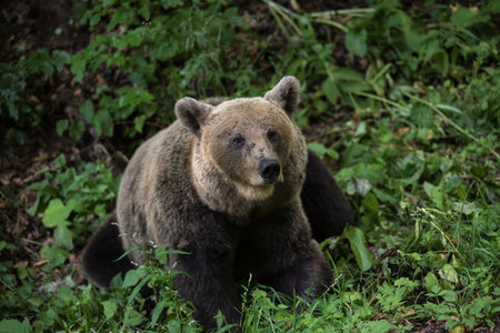 Brown bear in the wilderness, Ursus arctosの写真素材