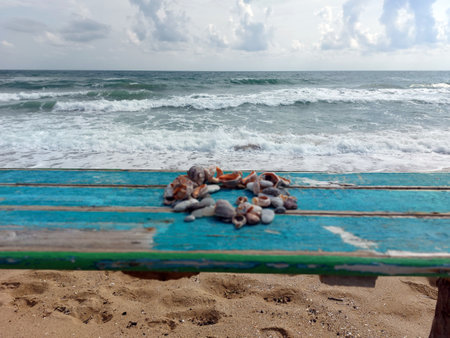 Collection of sea snails on a wooden table on a beach. Sea in the backgroundの写真素材