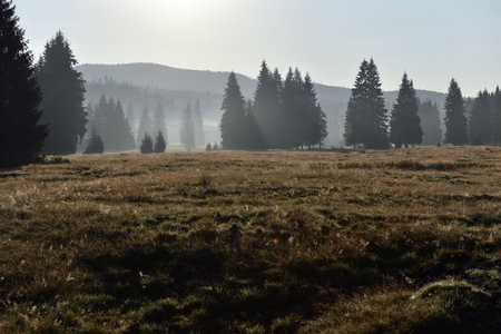 Morning mist in a mountain meadow during sunriseの写真素材
