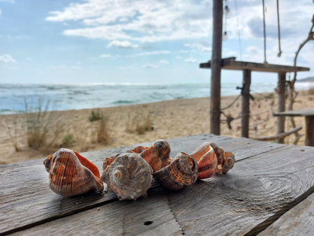 Collection of sea snails on a wooden table on a beach. Sea in the backgroundの写真素材