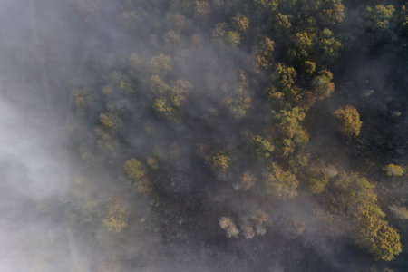 Aerial top down view of autumn misty forest canopy by droneの写真素材
