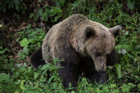 Brown bear in the wilderness, Ursus arctosの写真素材