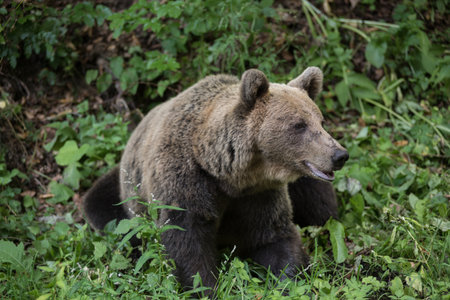 Brown bear in the wildernessの写真素材