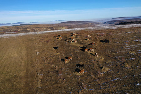 Aerial view of grazing cows and cattle in the mountains by droneの写真素材