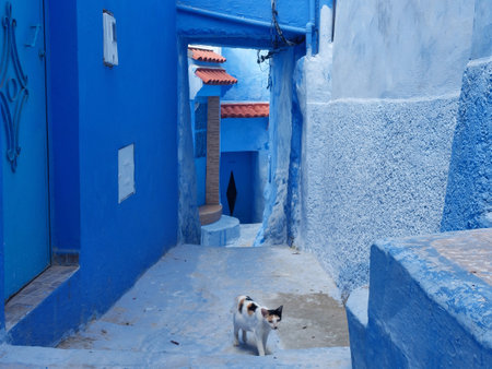 Painted blue streets, steps, doors, houses of Chefchaouen, Morocco, cat walking on streetの写真素材