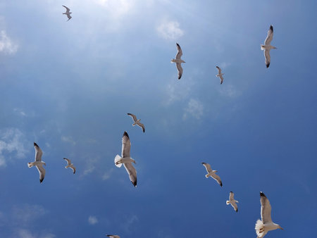 Background of flying seagulls against blue skyの写真素材