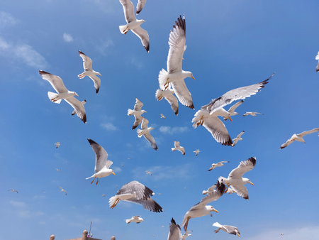 Background of flying seagulls against blue skyの写真素材
