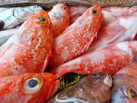 Essaouira fish market, Morocco, variety of fish and other sea organismsの写真素材