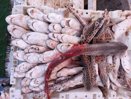 Essaouira fish market, Morocco, variety of fish and other sea organismsの写真素材