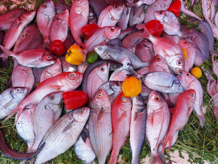 Essaouira fish market, Morocco, variety of fish and other sea organismsの写真素材