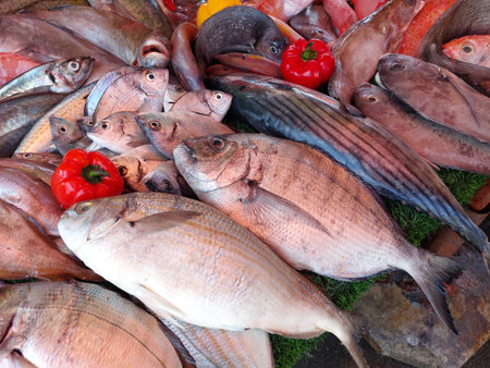 Essaouira fish market, Morocco, variety of fish and other sea organismsの写真素材