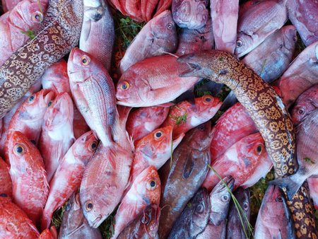 Essaouira fish market, Morocco, variety of fish and other sea organismsの写真素材