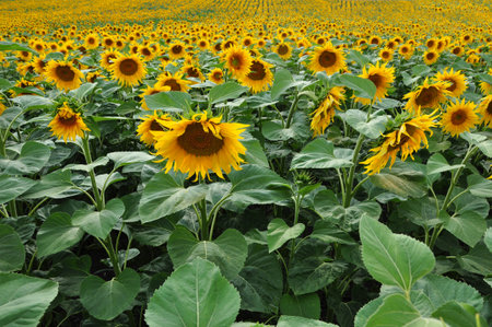 Beautiful sunflower field in the summerの写真素材
