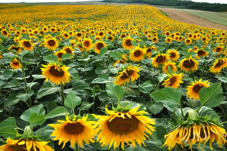 Beautiful sunflower field in the summerの写真素材