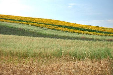 Beautiful sunflower field in the summerの写真素材