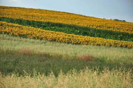 Beautiful sunflower field in the summerの写真素材