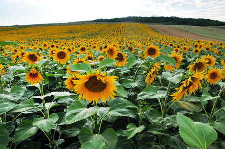 Beautiful sunflower field in the summerの写真素材
