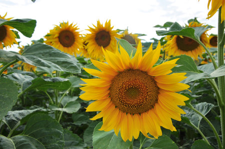 Beautiful sunflower field in the summerの写真素材